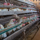 A Chinese poultry farmer picking eggs at a farm in Liaocheng in China’s Shandong province.